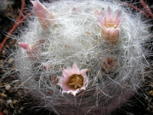 mammillaria   glassii.v.siberiensis