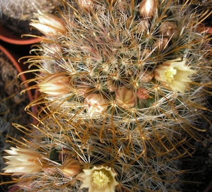 mammillaria   jalicana  L 153