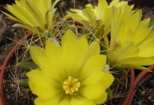 mammillaria   longimamma