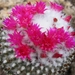 mammillaria   vagaspina