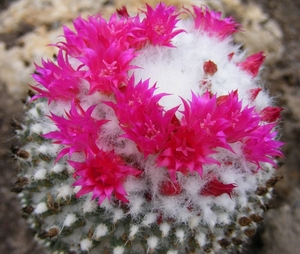 mammillaria   vagaspina