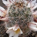 mammillaria  armillata