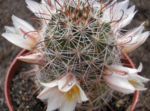 mammillaria  armillata