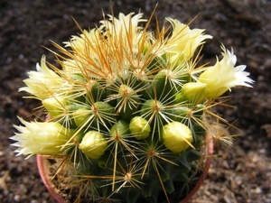 mammillaria  aureispina  white fl