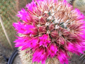 mammillaria  backenbergiana