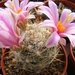 mammillaria  boolii                                              