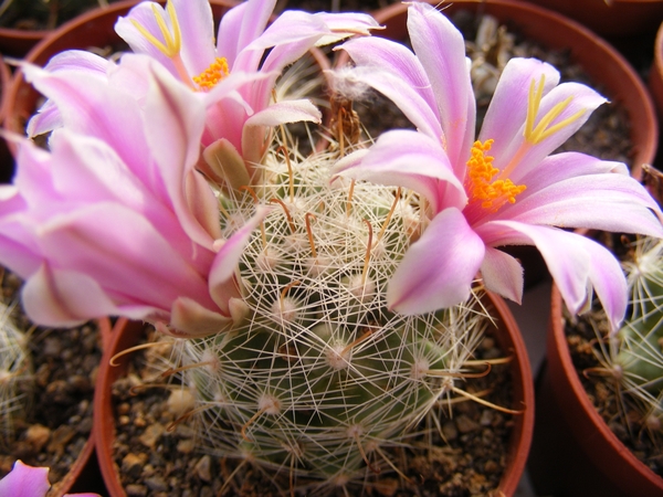 mammillaria  boolii                                              