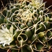 mammillaria  camptotricha   subinermis