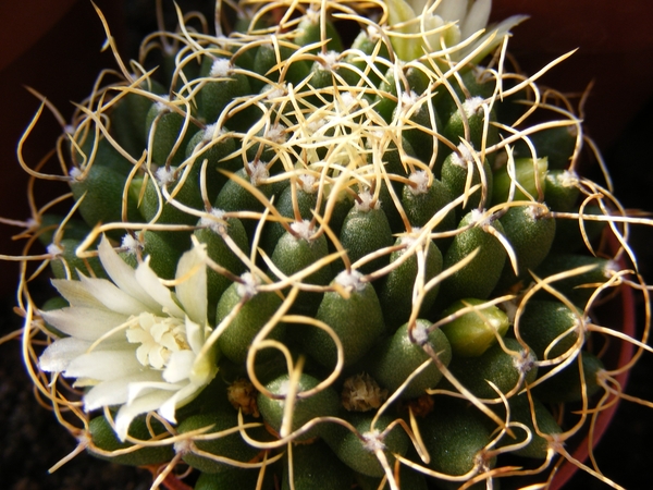 mammillaria  camptotricha   subinermis