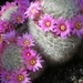 mammillaria  carmenae   white