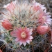 mammillaria  crinifera