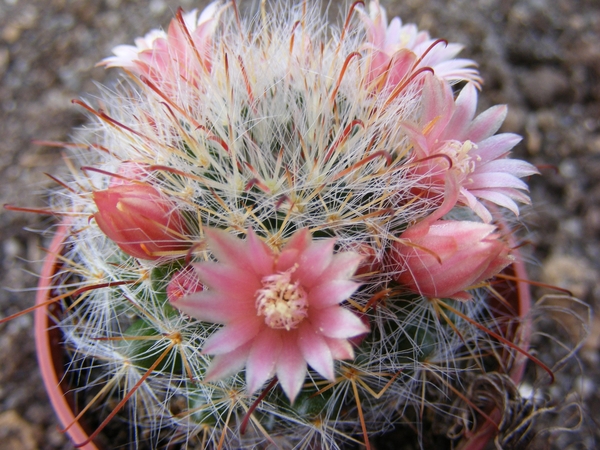 mammillaria  crinifera