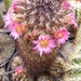 mammillaria  droegeana