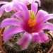 mammillaria  insularis