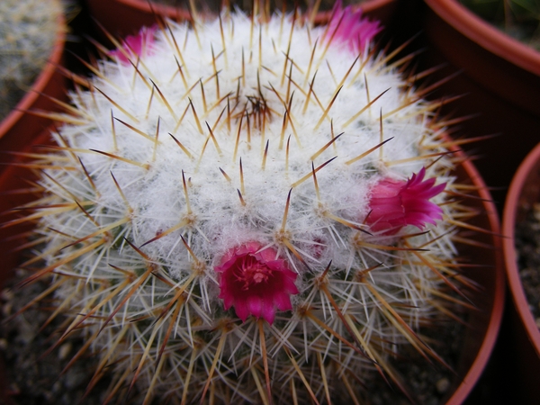 mammillaria  lanigera   by luxlahuaca