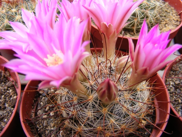 mammillaria  longliflora