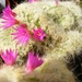 mammillaria  masagensia