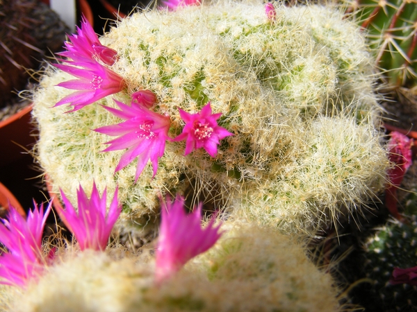 mammillaria  masagensia