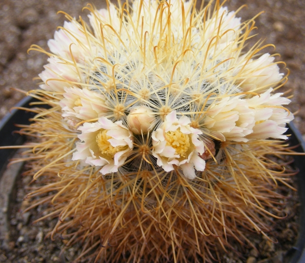 mammillaria  moelleriana   .v. cocowperae