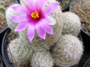 mammillaria  neopalmeri