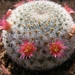 mammillaria  viescensis  ml 746