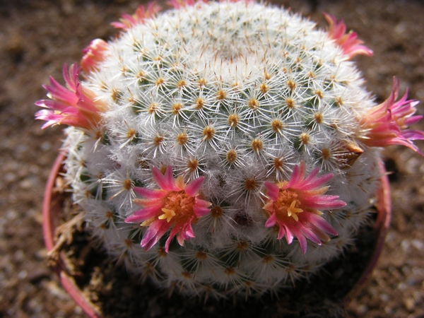 mammillaria  viescensis  ml 746