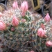 mammillaria  wildii