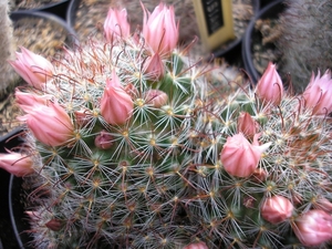 mammillaria  wildii