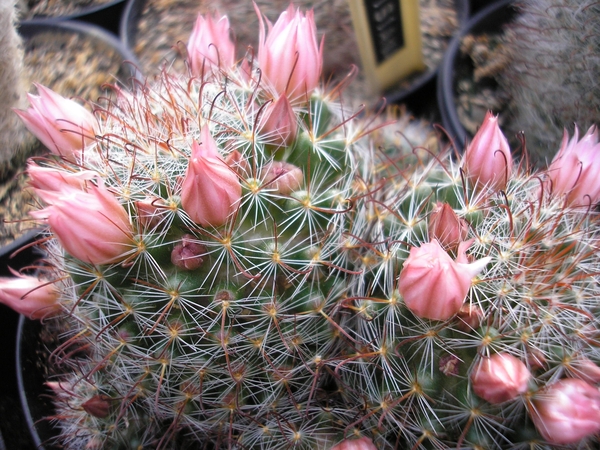 mammillaria  wildii