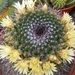 mammillaria  xxxxxxxxxx