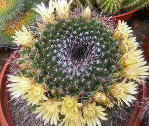 mammillaria  xxxxxxxxxx