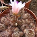 mammillaria  yaquensis