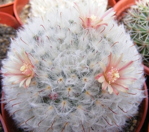 mammillaria . bocasana )splendens )