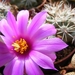 mammillaria . schumanni