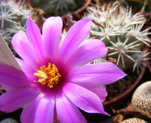 mammillaria . schumanni