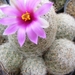 mammillaria  neopalmeri