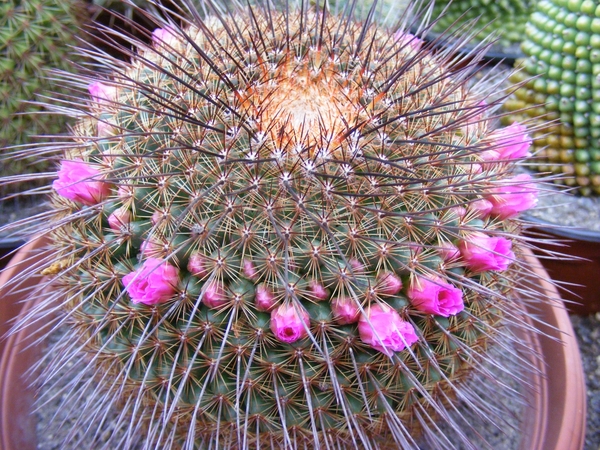 mammillaria  petterssonii