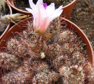 mammillaria  yaquensis