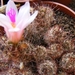 mammillaria  yaquensis.    2