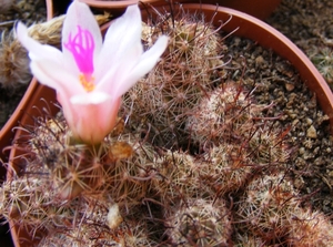 mammillaria  yaquensis.    2