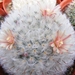 mammillaria . bocasana )splendens )