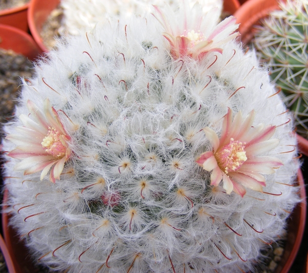 mammillaria . bocasana )splendens )