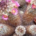 mammillaria . microhelia. v . microheiopsis