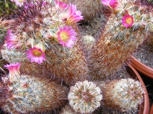 mammillaria . microhelia. v . microheiopsis