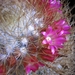 mammillaria .racoi.v , leptacantha