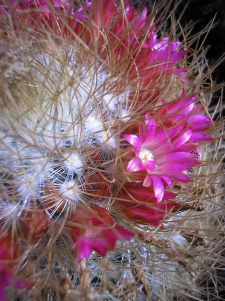 mammillaria .racoi.v , leptacantha