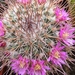 mammillaria apozolensis. v . saltensis