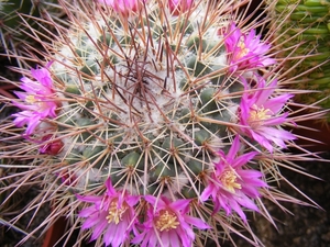 mammillaria apozolensis. v . saltensis