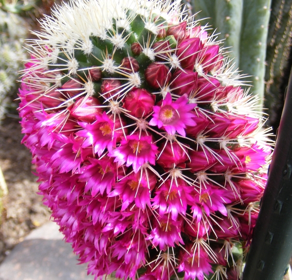 mammillaria backebergia . v . ernesti