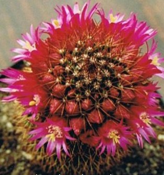 mammillaria backenbergiana